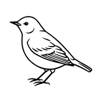 Warbler | Flying Birds Names