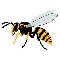 Wasp | Small Insects Names