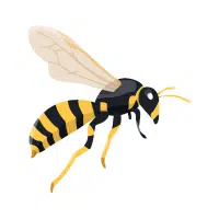 Wasp | Desert Insects Names