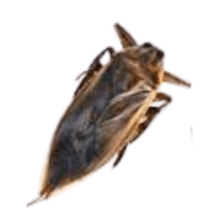 WaterScorp | Large Insects Names