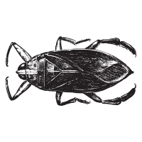 Waterbug | Large Insects Names