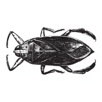 Waterbug | Water Insects Names