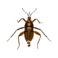 Watercricket | Water Insects Names