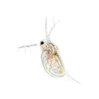 Waterflea | Water Insects Names