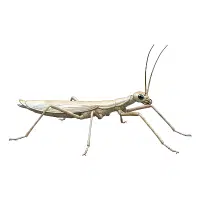 Waterlouse | Water Insects Names