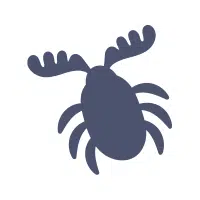 Weevil | Small Insects Names