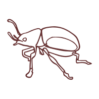 Weevil | Garden Insects Names