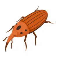 Weevil | Desert Insects Names