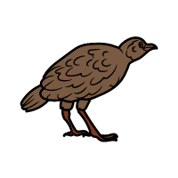 Weka | Flightless Birds Names