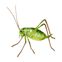 Weta | Large Insects Names