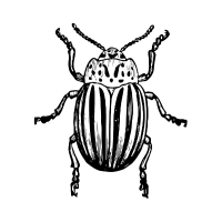 WetaKing | Large Insects Names