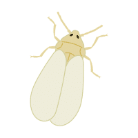 Whitefly | Garden Insects Names