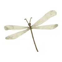 Whitefly | Small Insects Names