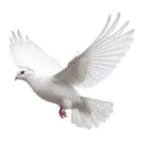 Whitewing | Pet Birds Names