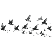 Wigeon | Water Birds Names