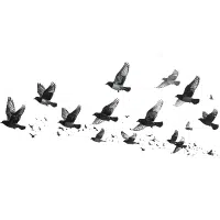 Wigeon | Water Birds Names