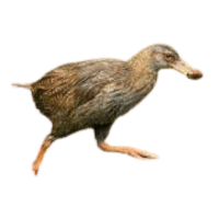 Woodhen | Flightless Birds Names