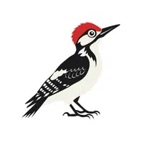 Woodpecker | Flying Birds Names