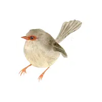 Wren | Flying Birds Names