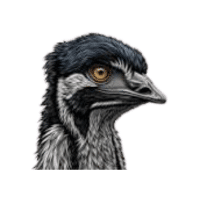 Yelloweye | Flightless Birds Names