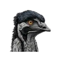 Yelloweye | Flightless Birds Names