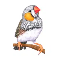 Zebrafinch | Pet Birds Names