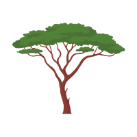Acacia