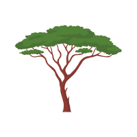 Acacia