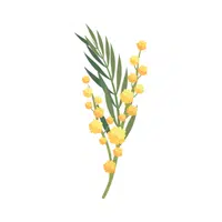 Acacia