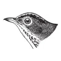 Accentor