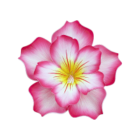 Adenium