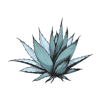 Agave