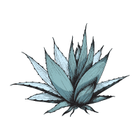 Agave