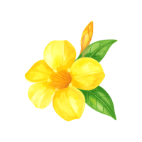 Allamanda