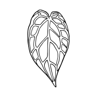 Alocasia
