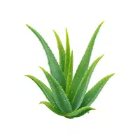 Aloe