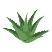 Aloe