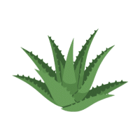 Aloe