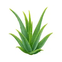 Aloe