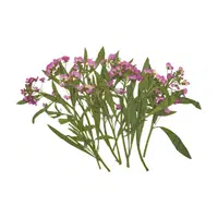 Alyssum