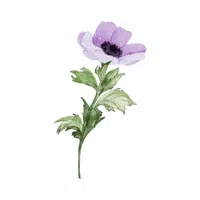 Anemone