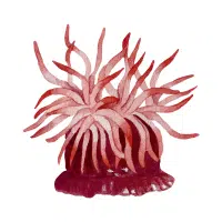 Anemone