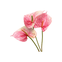 Anthurium
