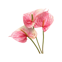 Anthurium