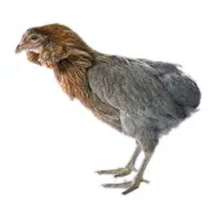 Araucana