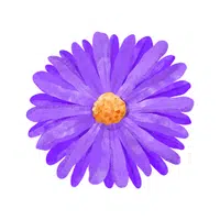 Aster