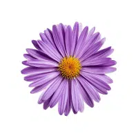 Aster