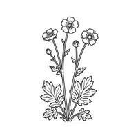 Avens