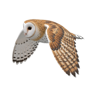 Barn Owl