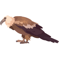 Bearded Vulture